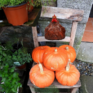 Ladder Hen Ornaments